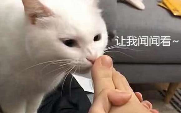 Why do cats like to smell feet? It is expressing these emotions