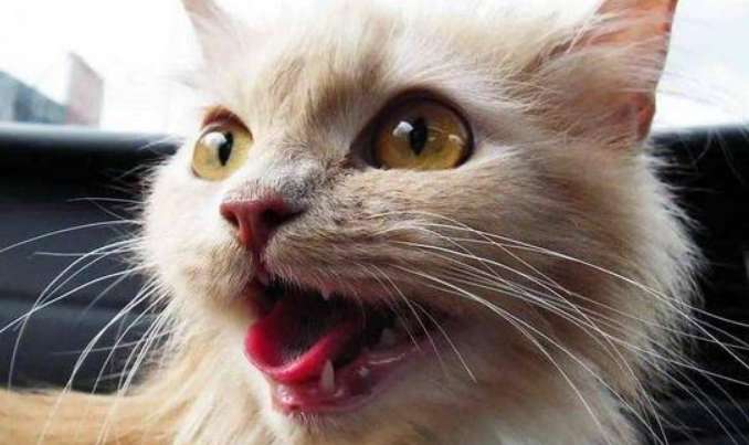 What does it mean when a cat gasps with its mouth open? Pay attention to these 3 situations