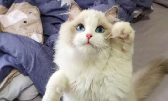 Are there many people buying Ragdoll cats? Come and find out!