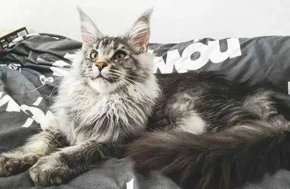 Do Maine Coon cats recognize their owners? People who want to raise it can take a look