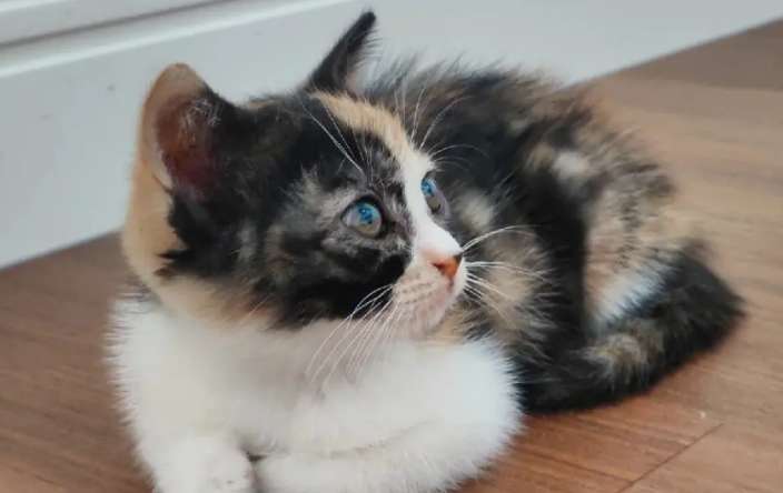 What breed is a tortoiseshell cat? Let’s find out