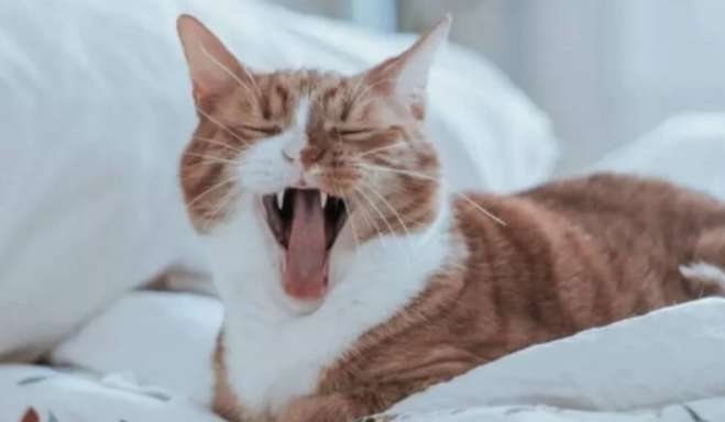 Cats make dove-like sounds in their throats to express these emotions