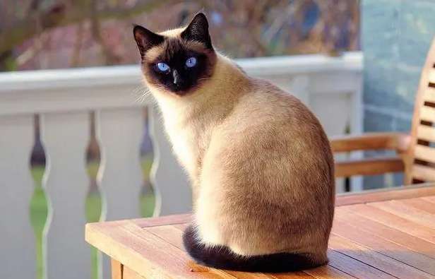 Do Siamese cats die easily? it is wrong!