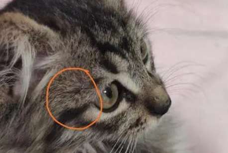 There are scabs on the top of my cat’s head, what should I do?