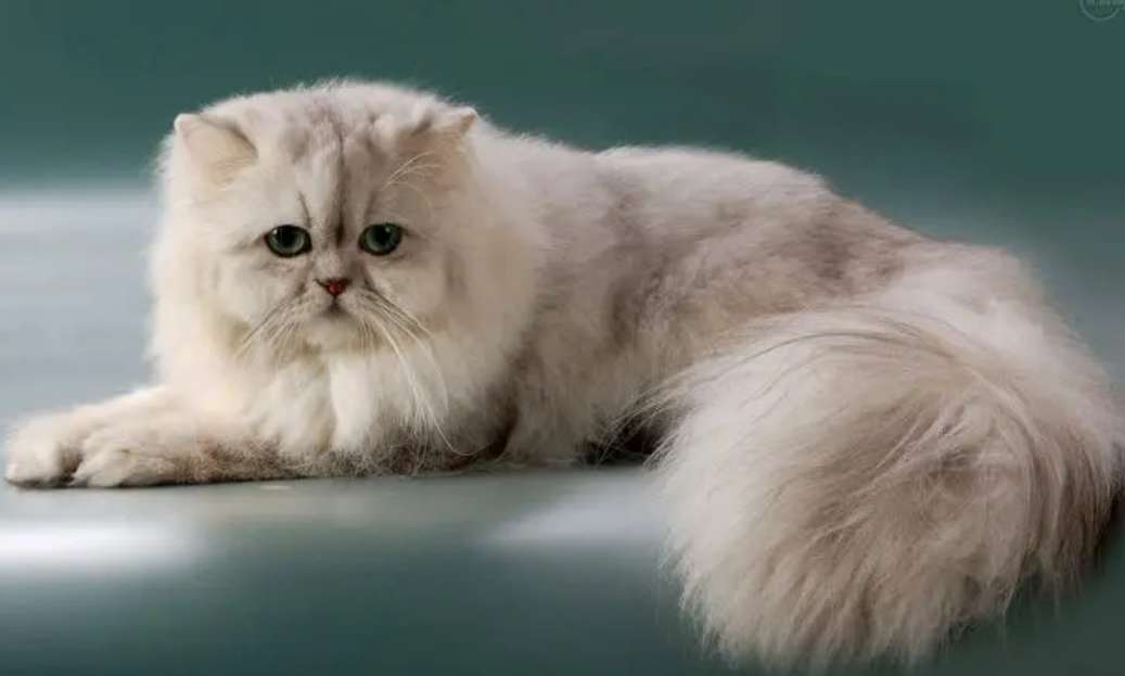 Why do so few people keep Persian cats? Here’s why!