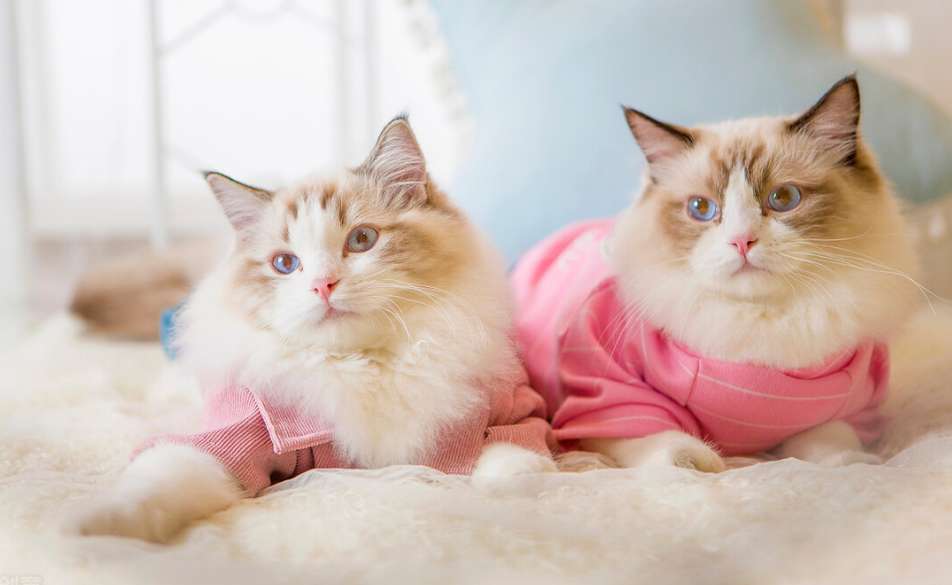 Is it normal for Ragdoll cats to sleep for a long time? Read this article to understand