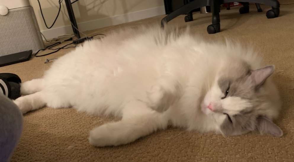 Is it normal for Ragdoll cats to sleep for a long time? Read this article to find out 