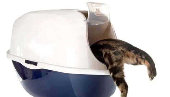 The most comprehensive range of cat litter types and recommendations