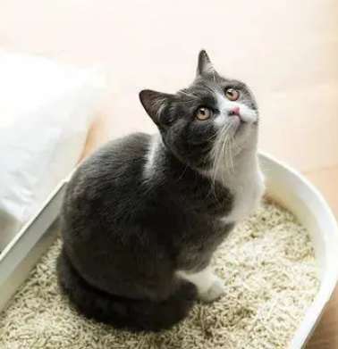 The choice of cat litter is a big problem! There are different types of cat litter What's the difference?