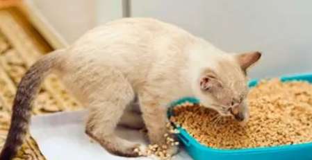 How to choose cat litter? Which cat litter is better for your cat?