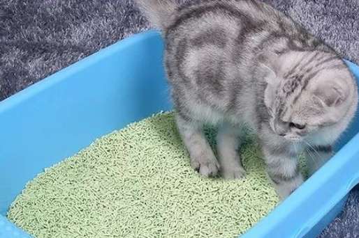 The origin and selection of cat litter