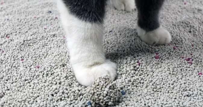 Is tofu cat litter good to use? You have to look at these points