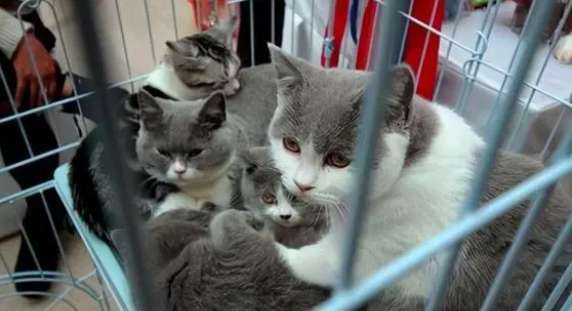 How much does a British Shorthair blue cat cost? Come and see