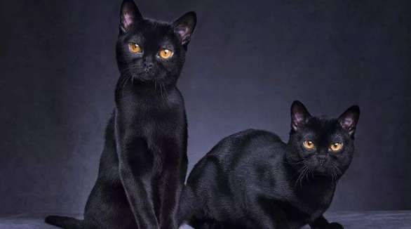 Why is it not recommended to keep Bombay cats? Newbies must know this!
