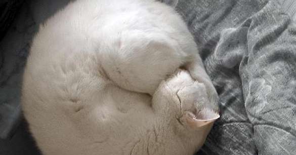 Why do cats roll up their bodies into balls when sleeping? The reason is this...