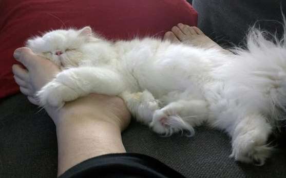 Don't you know the meaning of a cat lying at its owner's feet?