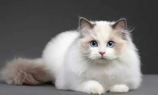 What does it mean when a Ragdoll cat opens its face? Teach you how to choose a good-looking cat