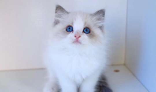 What does it mean when a Ragdoll cat has an open face? Teach you how to choose a good-looking cat cat