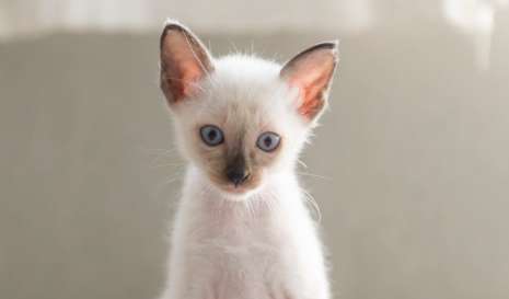 How to distinguish blue point Siamese cats? Let me tell you the answer! 