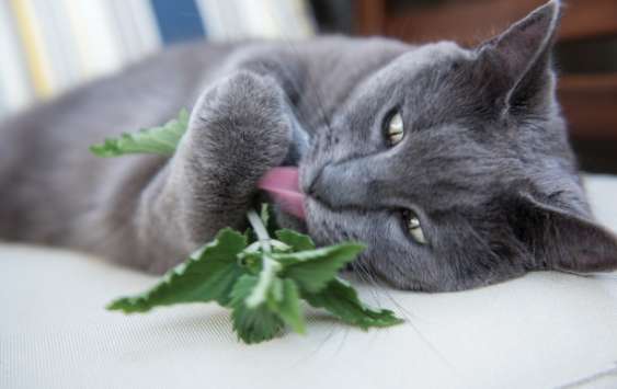 How does a cat react after eating catnip?