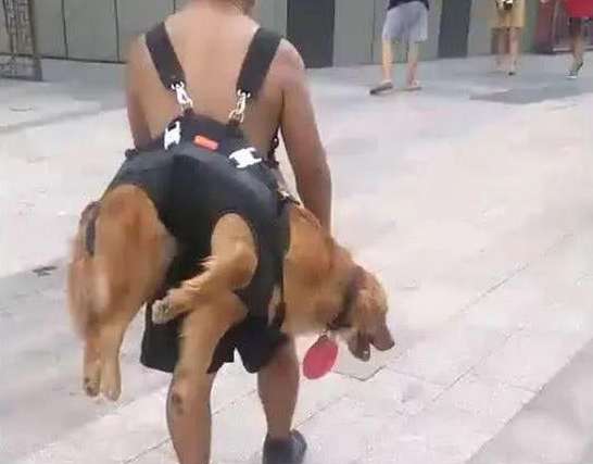 The golden retriever was playing outside and didn't want to go home. The master had no choice but to use his secret weapon. The golden retriever had no choice.