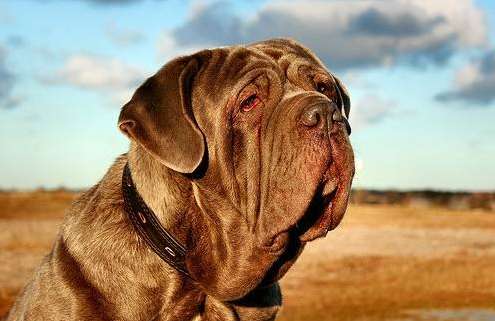 How to Train a Pit Bull Mastiff? Learn about these four training subjects
