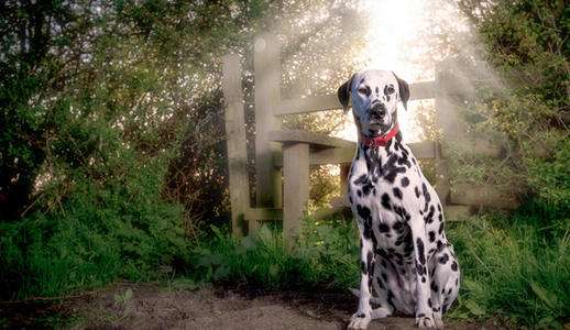 A well-trained Dalmatian can't do without this Five Golden Rules