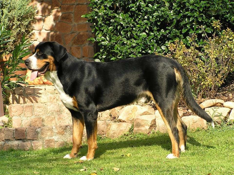 Do you know the main points of feeding the Greater Swiss Mountain Dog?