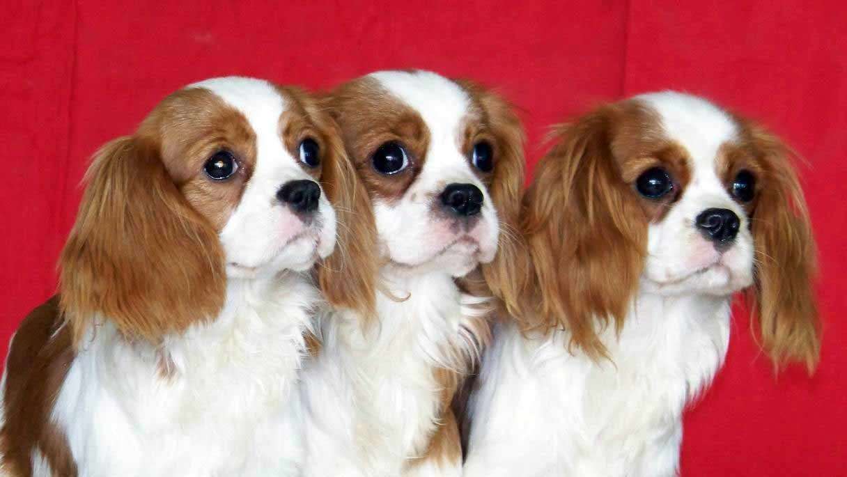 The lovely Cavalier King Charles Spaniel suffers from these painful genetic diseases...  