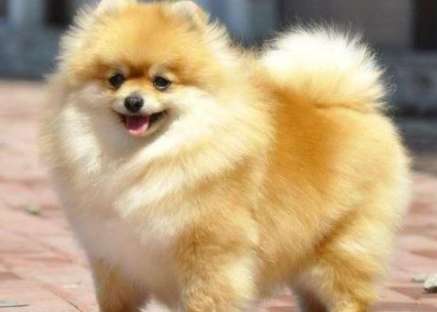 Do you really understand the cute Pomeranian?