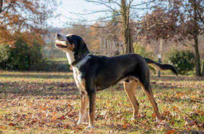 Daily Popular Science—Knowledge about Greater Swiss Mountain Dogs