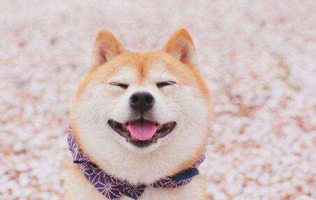 5 minutes to show you the strengths and weaknesses of Shiba Inu's personality