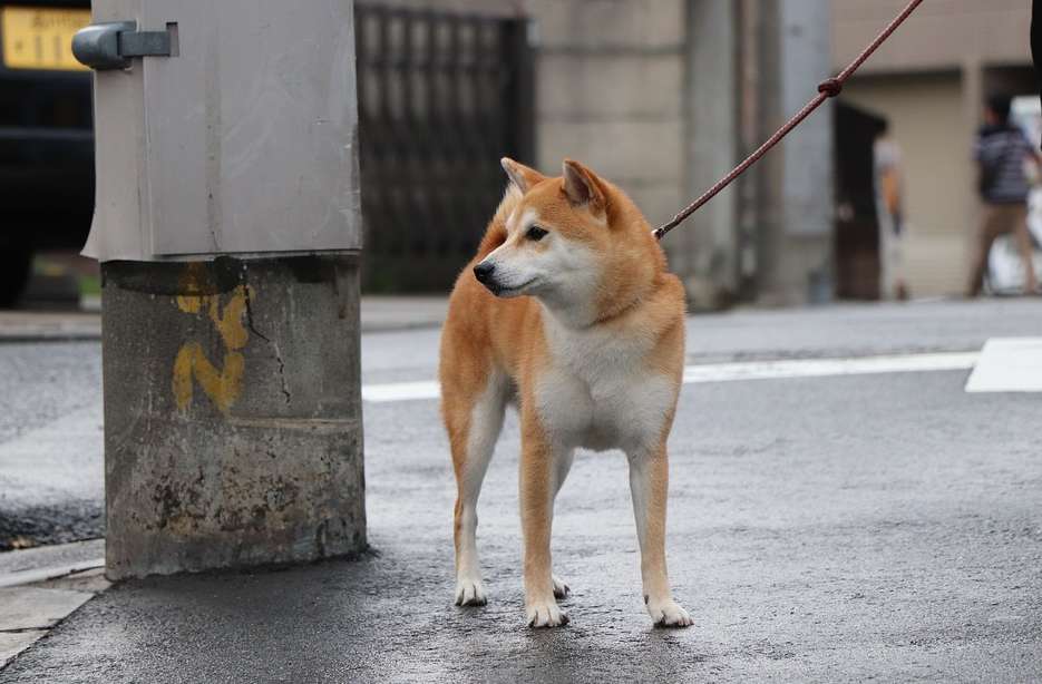 5 minutes to show you the strengths and weaknesses of Shiba Inu's personality