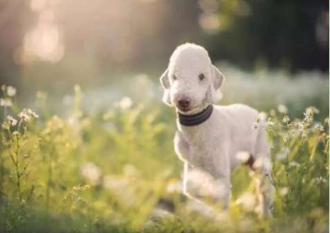 Not sure how to train a Bedlington Terrier in sheep's clothing? Here's the gist!