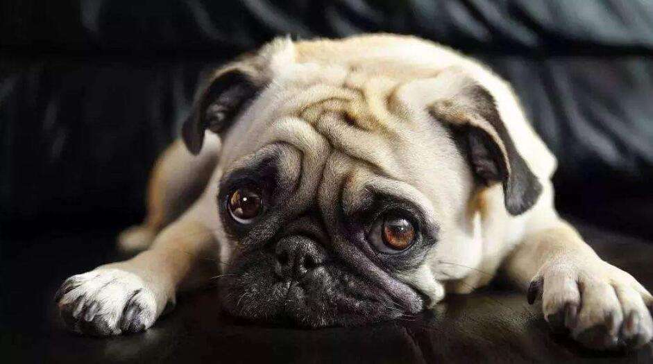 Love it, you need to know more, common diseases of Pug dogs