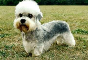 Introduction to Dandie Dinmont Terrier's Morphology and Personality