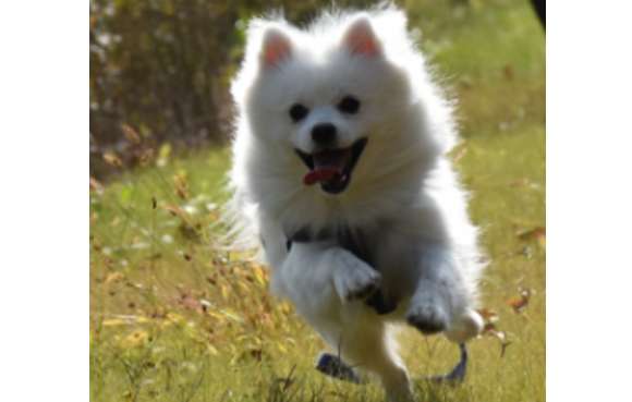 To become a pet editor, one has to start with a Pomeranian PLUS!