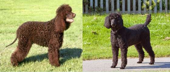 The Irish Water Spaniel looks like this, don’t Don't confuse it with a poodle anymore!