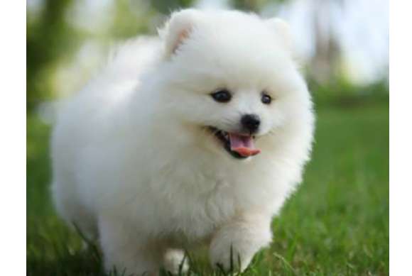 To become a pet editor, you have to learn from a Pomeranian PLUS Let's start!