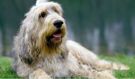 If you want to feed an Otterhound well, these 5 points are very important!