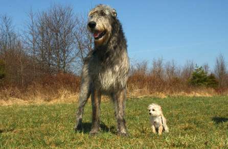 The Irish Wolfhound is so big that it looks a little scary