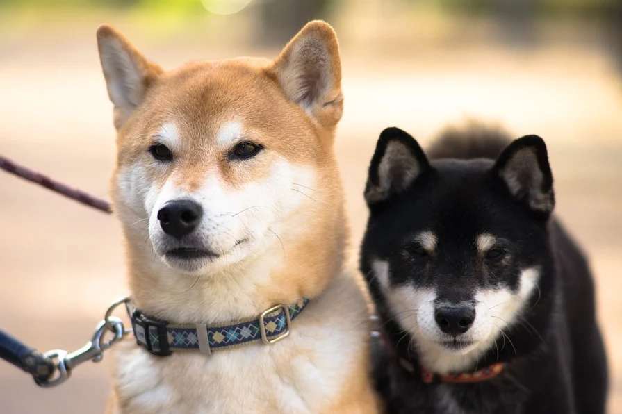 Teach you how to choose a Shiba Inu, in case you buy fake firewood!