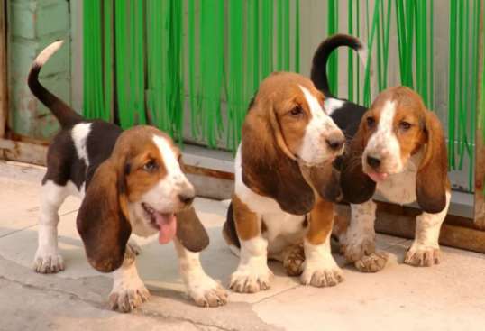 A Basset dog with big ears like Dumbo, come and find out!