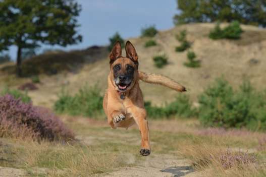 Belgian Malinois: I just look fierce, but I am actually very gentle
