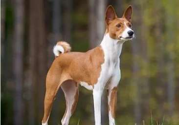 How to feed a Basenji with a fat physique? these points are very important