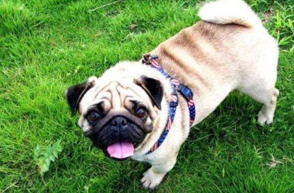 Here's what you need to know before planning to get a Pug...