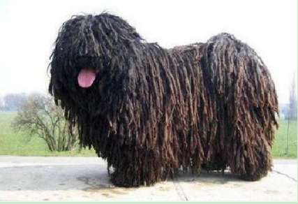 How to train a puli dog that looks like a mop? It is enough to remember these 5 key points