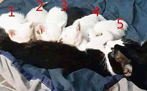 The cow cat gave birth to 5 cubs, but the male cat looked at him with questions on his face. What does this mean?