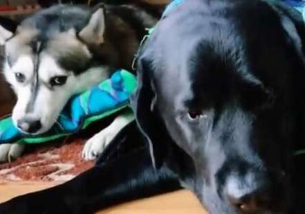 Labrador looks at the silly husky with a look of despair Said: 