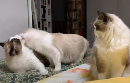 The Ragdoll cat can't stand the intimacy between two cats, so it turns its head to its owner arrogantly, its eyes are too real
